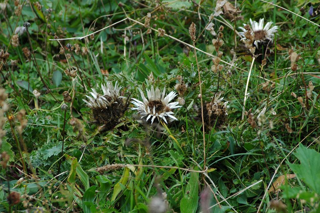 DSC_0724.JPG