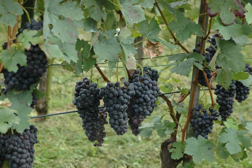 DSC_0769.JPG