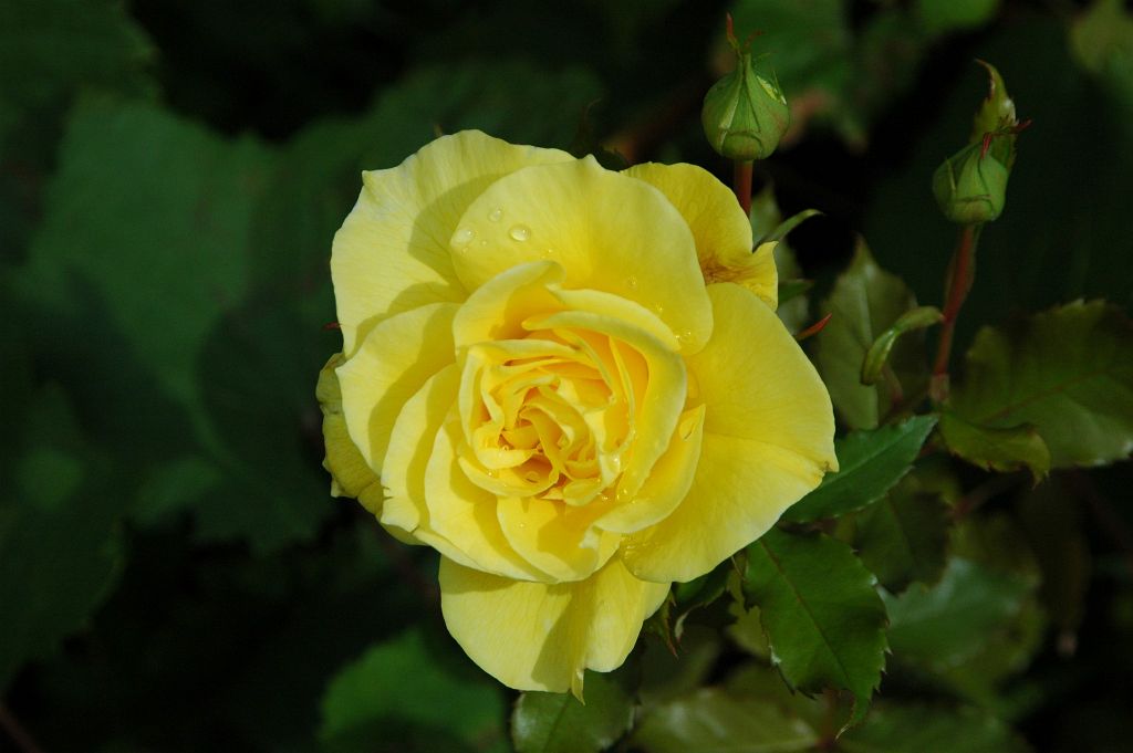 DSC_0774.JPG